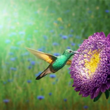 hummingbird and flower