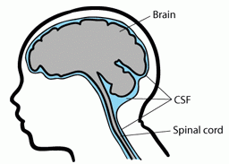Illustration of a brain, CSF and Spinal Cord